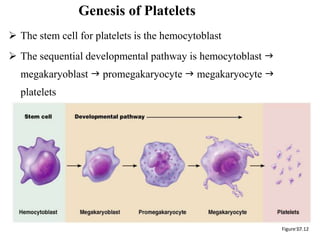 Proplatelet Process Blood Physiology.pptx