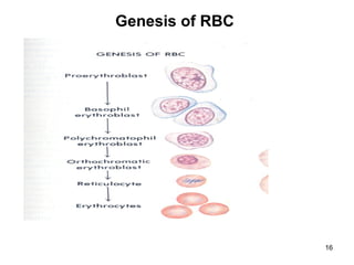 Genesis Of Rbc Blood physiology power point for health students | PPT