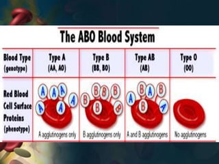 Blood Physiology and Immunity | PPTX