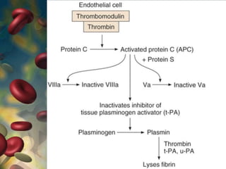 Blood Physiology and Immunity | PPTX