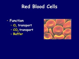 Red Cell Function BLOOD PHYSIOLOGY white blood cells red blood cells | PPT