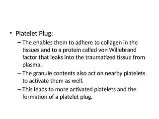 • Platelet Plug:
– The enables them to adhere to collagen in the
tissues and to a protein called von Willebrand
factor that leaks into the traumatized tissue from
plasma.
– The granule contents also act on nearby platelets
to activate them as well.
– This leads to more activated platelets and the
formation of a platelet plug.
 