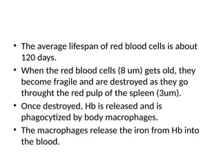 • The average lifespan of red blood cells is about
120 days.
• When the red blood cells (8 um) gets old, they
become fragile and are destroyed as they go
throught the red pulp of the spleen (3um).
• Once destroyed, Hb is released and is
phagocytized by body macrophages.
• The macrophages release the iron from Hb into
the blood.
 