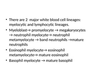 • There are 2 major white blood cell lineages:
myelocytic and lymphocytic lineages.
• Myeloblast→ promyelocyte → megakaryocytes
→ neutrophil myelocyte→ neutrophil
metamyelocyte → band neutrophils →mature
neutrophils
• Eosinophil myelocyte→ eosinophil
metamyelocyte→ mature eosinophil
• Basophil myelocyte → mature basophil
 
