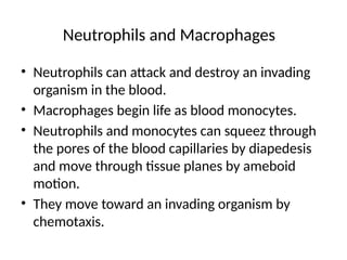 Neutrophils and Macrophages
• Neutrophils can attack and destroy an invading
organism in the blood.
• Macrophages begin life as blood monocytes.
• Neutrophils and monocytes can squeez through
the pores of the blood capillaries by diapedesis
and move through tissue planes by ameboid
motion.
• They move toward an invading organism by
chemotaxis.
 