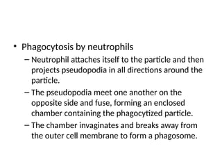 • Phagocytosis by neutrophils
– Neutrophil attaches itself to the particle and then
projects pseudopodia in all directions around the
particle.
– The pseudopodia meet one another on the
opposite side and fuse, forming an enclosed
chamber containing the phagocytized particle.
– The chamber invaginates and breaks away from
the outer cell membrane to form a phagosome.
 