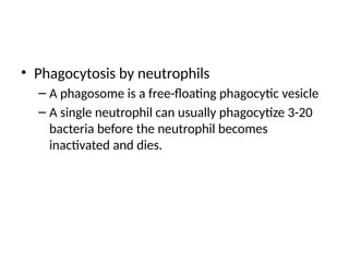 • Phagocytosis by neutrophils
– A phagosome is a free-floating phagocytic vesicle
– A single neutrophil can usually phagocytize 3-20
bacteria before the neutrophil becomes
inactivated and dies.
 