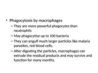 • Phagocytosis by macrophages
– They are more powerful phagocytes than
neutrophils
– May phagocytise up to 100 bacteria
– They can engulf much larger particles like malaria
parasites, red blood cells.
– After digesting the particles, macrophages can
extrude the residual products and may survive and
function for many months.
 