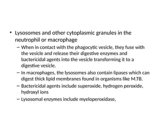 • Lysosomes and other cytoplasmic granules in the
neutrophil or macrophage
– When in contact with the phagocytic vesicle, they fuse with
the vesicle and release their digestive enzymes and
bactericidal agents into the vesicle transforming it to a
digestive vesicle.
– In macrophages, the lysosomes also contain lipases which can
digest thick lipid membranes found in organisms like M.TB.
– Bactericidal agents include superoxide, hydrogen peroxide,
hydroxyl ions
– Lysosomal enzymes include myeloperoxidase,
 