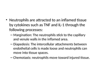• Neutrophils are attracted to an inflamed tissue
by cytokines such as TNF and IL-1 through the
following processes:
– Margination: The neutrophils stick to the capillary
and venule walls in the inflamed area.
– Diapedesis: The intercellular attachments between
endothelial cells is made loose and neutrophils can
move into tissue spaces.
– Chemotaxis: neutrophils move toward injured tissue.
 