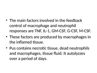 • The main factors involved in the feedback
control of macrophage and neutrophil
responses are TNF, IL-1, GM-CSF, G-CSF, M-CSF.
• These factors are produced by macrophages in
the inflamed tissue.
• Pus contains necrotic tissue, dead neutrophils
and macrophages, tissue fluid. It autolyzzes
over a period of days.
 