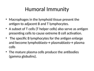 Humoral Immunity
• Macrophages in the lymphoid tissue present the
antigen to adjacent B and T lymphocytes.
• A subset of T cells (T helper cells) also serve as antigen
presenting cells to cause extreme B cell activation.
• The specific B lymphocytes for the antigen enlarge
and become lymphoblasts→ plasmablasts→ plasma
cells
• The mature plasma cells produce the antibodies
(gamma globulins).
 