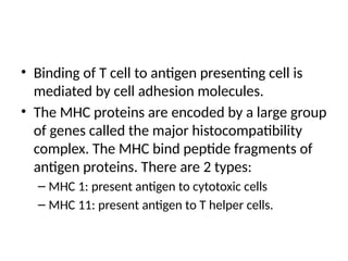 • Binding of T cell to antigen presenting cell is
mediated by cell adhesion molecules.
• The MHC proteins are encoded by a large group
of genes called the major histocompatibility
complex. The MHC bind peptide fragments of
antigen proteins. There are 2 types:
– MHC 1: present antigen to cytotoxic cells
– MHC 11: present antigen to T helper cells.
 