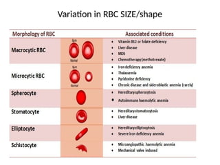Comprehensive Overview of Red Blood Cell Physiology and Function | PPTX