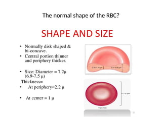 Regular Rbc Shape Comprehensive Overview of Red Blood Cell Physiology and Function | PPTX