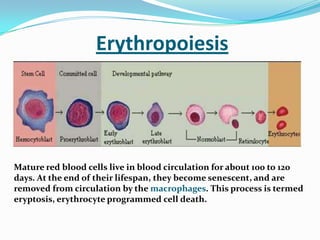 Erythropoiesis
Mature red blood cells live in blood circulation for about 100 to 120
days. At the end of their lifespan, they become senescent, and are
removed from circulation by the macrophages. This process is termed
eryptosis, erythrocyte programmed cell death.
 
