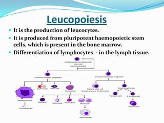 Leucopoiesis
 It is the production of leucocytes.
 It is produced from pluripotent haemopoietic stem
cells, which is present in the bone marrow.
 Differentiation of lymphocytes - in the lymph tissue.
 