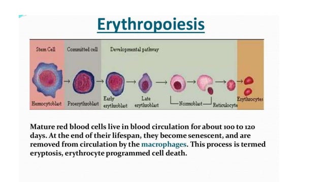 blood physiology , physiology of erythrocytes.ppt
