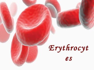 Erythrocyt
es

 
