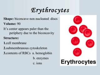 Erythrocytes
Shape: biconcave non nucleated discs
Volume: 90
It’s center appears paler than the
periphery due to the biconcavity
Structure:
1.cell membrane
2.submembranous cytoskeleton
3.contents of RBCs a. hemoglobin
b. enzymes
c. ions

 
