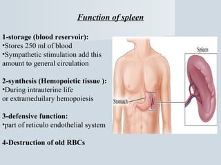 Function of spleen
1-storage (blood reservoir):
•Stores 250 ml of blood
•Sympathetic stimulation add this
amount to general circulation
2-synthesis (Hemopoietic tissue ):
•During intrauterine life
or extrameduilary hemopoiesis
3-defensive function:
•part of reticulo endothelial system
4-Destruction of old RBCs

 