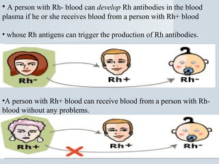 • A person with Rh- blood can develop Rh antibodies in the blood
plasma if he or she receives blood from a person with Rh+ blood
• whose Rh antigens can trigger the production of Rh antibodies.

•A person with Rh+ blood can receive blood from a person with Rhblood without any problems.

 