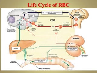 Life Cycle of RBC
 