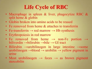 Life Cycle of RBC
• Macrophage in spleen & liver, phagocytize RBC &
split heme & globin
• Globin broken into amino acids to be reused
• Fe removed from heme & attaches to transferrin
• Fe-transferrin → red marrow → Hb synthesis
• Erythropoiesis in red marrow
• Fe removed from heme → non-Fe portion →
biliverdin →bilirubin →bile → GI tract
• Bilirubin →urobilinogen in large intestine →some
urobilinogen →blood → urobilin → yellow pigment in
urine
• Most urobilinogen → feces → as brown pigment
stercobilin
 