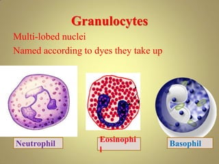 Granulocytes
Multi-lobed nuclei
Named according to dyes they take up
BasophilNeutrophil Eosinophi
l
 