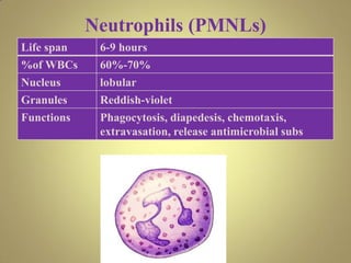 Neutrophils (PMNLs)
Life span 6-9 hours
%of WBCs 60%-70%
Nucleus lobular
Granules Reddish-violet
Functions Phagocytosis, diapedesis, chemotaxis,
extravasation, release antimicrobial subs
 