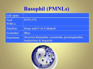 Basophil (PMNLs)
Life span
%of
WBCs:
0.5%-1%
Nucleus large and U to S shaped
Granules Blue
Functions Secretes histamine ,serotonin, prostaglandin,
leukotrien & heparin
 