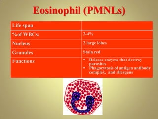 Eosinophil (PMNLs)
Life span
%of WBCs: 2-4%
Nucleus 2 large lobes
Granules Stain red
Functions  Release enzyme that destroy
parasites
 Phagocytosis of antigen antibody
complex, and allergens
 