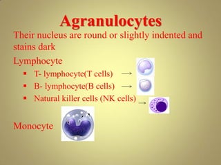 Agranulocytes
Their nucleus are round or slightly indented and
stains dark
Lymphocyte
 T- lymphocyte(T cells)
 B- lymphocyte(B cells)
 Natural killer cells (NK cells)
Monocyte
 