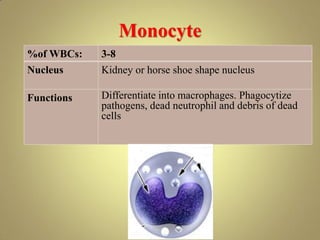 Monocyte
%of WBCs: 3-8
Nucleus Kidney or horse shoe shape nucleus
Functions Differentiate into macrophages. Phagocytize
pathogens, dead neutrophil and debris of dead
cells
 