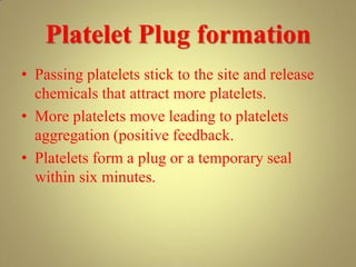 Platelet Plug formation
• Passing platelets stick to the site and release
chemicals that attract more platelets.
• More platelets move leading to platelets
aggregation (positive feedback.
• Platelets form a plug or a temporary seal
within six minutes.
 