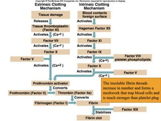 The insoluble fibrin threads
increase in number and forms a
meshwork that trap blood cells and
is much stronger than platelet plug
 