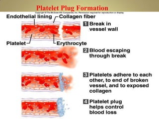 Platelet Plug Formation
 