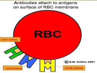 Anti-A antibody
Anti-B antibody Ant-Rh antyibody
 