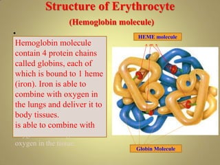 Structure of Erythrocyte
(Hemoglobin molecule)
• HEME molecule
Globin Molecule
Hemoglobin molecule
contain 4 protein chains
called globins, each of
which is bound to 1 heme
(iron). Iron is able to
combine with oxygen in
the lungs and deliver it to
body tissues.
is able to combine with
oxygen in the lung and release
oxygen in the tissue.
 