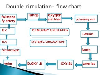  lungs oxygen
 ated blood pulmonary vein
R.V PULMONARY CIRCULATION
L.Atrium
R.A SYSTEMIC CIRCULATION
Venacavae Aorta
veins D.OXY .B OXY.BL arteries
Pulmona
ry artery
 