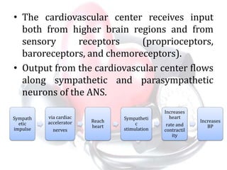 • The cardiovascular center receives input
both from higher brain regions and from
sensory receptors (proprioceptors,
baroreceptors, and chemoreceptors).
• Output from the cardiovascular center flows
along sympathetic and parasympathetic
neurons of the ANS.
Sympath
etic
impulse
via cardiac
accelerator
nerves
Reach
heart
Sympatheti
c
stimulation
Increases
heart
rate and
contractil
ity
Increases
BP
 