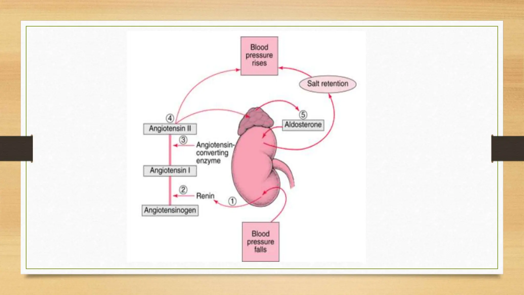 Physiology of Blood Pressure - Regulation | PPTX