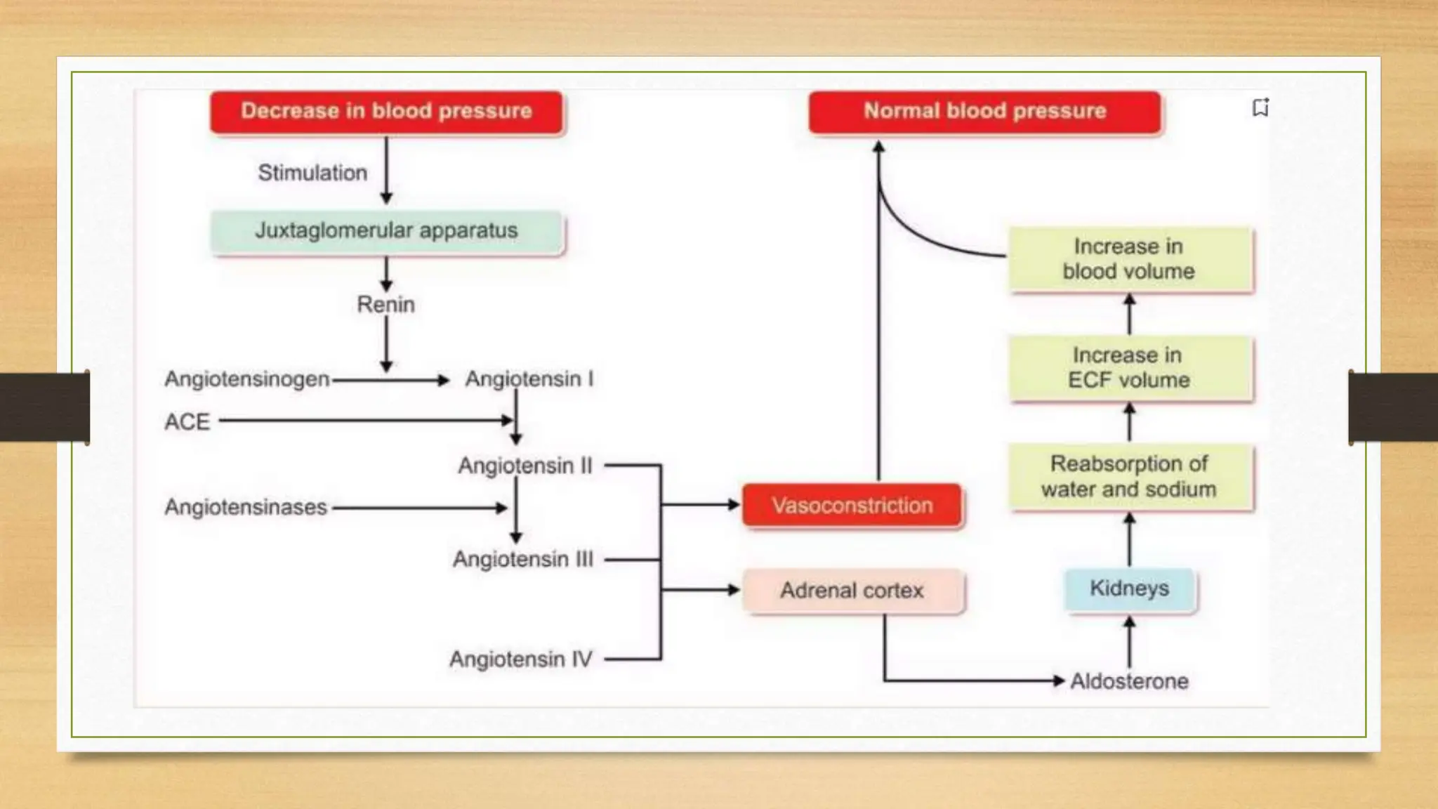 Physiology of Blood Pressure - Regulation | PPTX