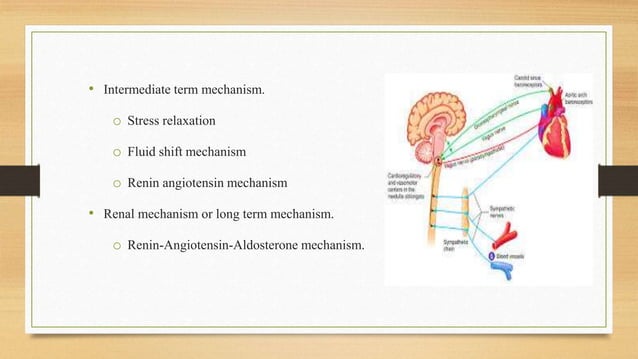 Physiology of Blood Pressure - Regulation | PPTX