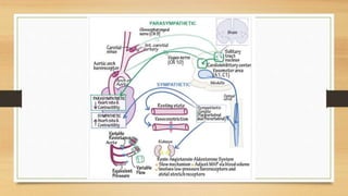 Physiology of Blood Pressure - Regulation | PPTX