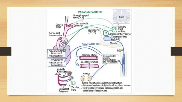 Physiology of Blood Pressure - Regulation | PPTX