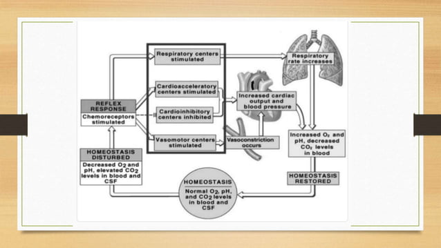 Physiology of Blood Pressure - Regulation | PPTX