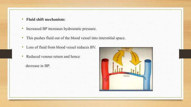 Physiology of Blood Pressure - Regulation | PPTX