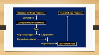Physiology of Blood Pressure - Regulation | PPTX