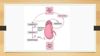 Physiology of Blood Pressure - Regulation | PPTX